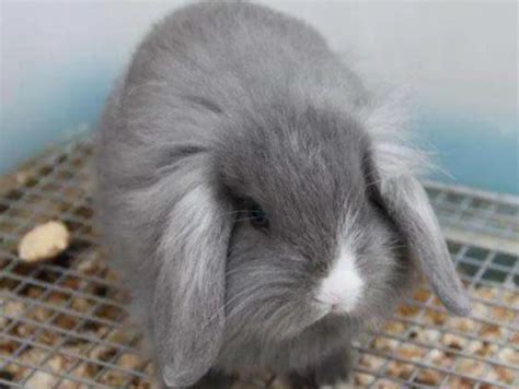 垂耳兔种类,垂耳兔品种,二月垂耳兔_大山谷图库
