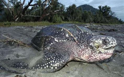 世界上十大最凶猛的龟，听说第一名能跟鳄鱼有一拼|龟|鳄龟|背甲_新浪新闻