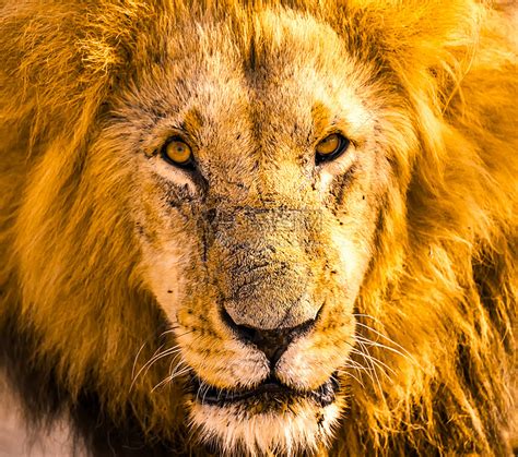 动物世界 狮子受到羚羊角的攻击