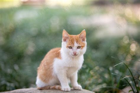 性感小野猫图片