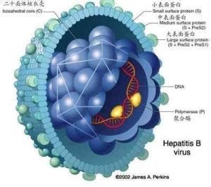 乙肝病毒（HBV）慢性感染的危害有哪些？_肝脏