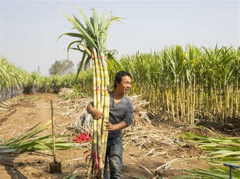甘蔗亩产量多少？甘蔗经济效益怎么样？-致富经-中国花木网