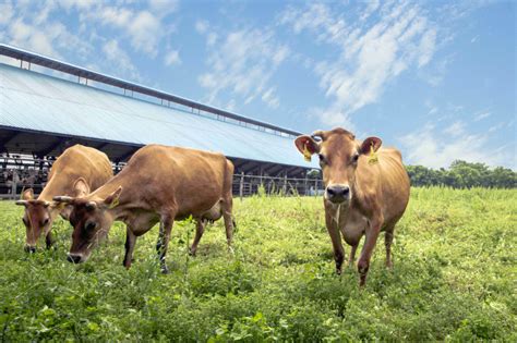 【优牧科普】奶牛的饲养效益与营养需求 - 知乎