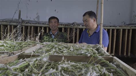 旬阳县社主任李文芳（右）经常深入蚕农家中，调研蚕农的需求和养殖情况。