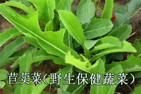 中国最常见的十大野菜品种，凤尾上榜，第五可以抗癌_排行榜123网