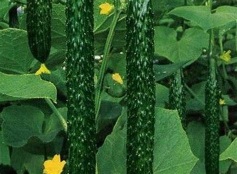 黄瓜栽培技术，什么时候种植合适，需要什么肥料-农百科