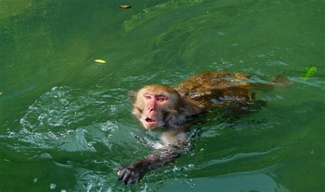 水猴子的传说_腾讯视频