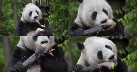 国宝熊猫吃竹子摄影图__野生动物_生物世界_摄影图库_昵图网nipic.com