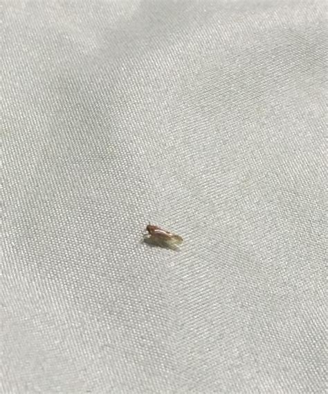 夏天家里床上经常出现一毫米的黑色小虫子，是什么虫(有图片)？ - 知乎