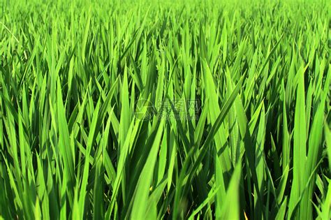 清晨充满生机的小麦苗高清图片下载-正版图片501607705-摄图网