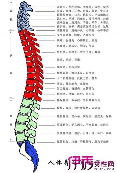 脊柱解剖 - 新闻资讯 - 广东脊祥万岁健康管理有限公司