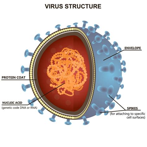 新冠病毒和SARS病毒是啥关系？这是一份冠状病毒家谱_手机新浪网