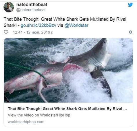 百万网红烹煮鲨鱼惹争议，被指认为濒危大白鲨，大口啃咬引发热议__财经头条