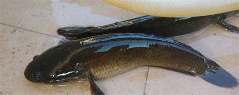 黑鱼为什么在民间又被称为“孝鱼”？
