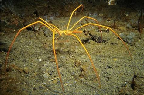 海蜘蛛用5亿年亲身证明了这一道理：“只要足够废物，就没天敌” - 黑点红黑点红