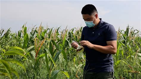戈壁农业上的“新农人”：手机成农具 直播成农活_凤凰网视频_凤凰网
