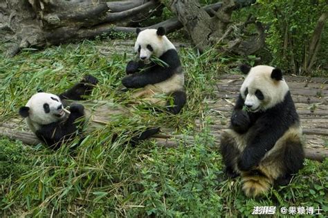 大熊猫为什么那么萌？探索它们的生活习性和特征_澎湃号·湃客_澎湃新闻-The Paper