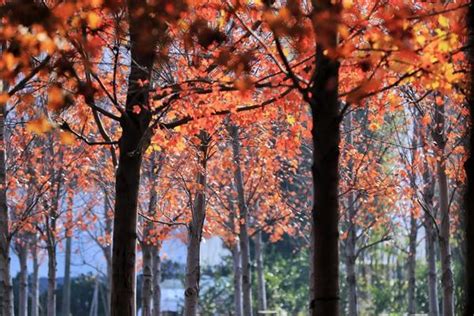 上海公园枫叶秋色,森林植被,自然风景,摄影素材,汇图网www.huitu.com
