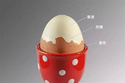 放在生鸡蛋上切开两瓣的熟鸡蛋高清图片下载_红动中国