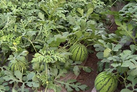 西瓜从播种到结果所需的时间，种植时间是什么时候，附种植方法 - 农敢网