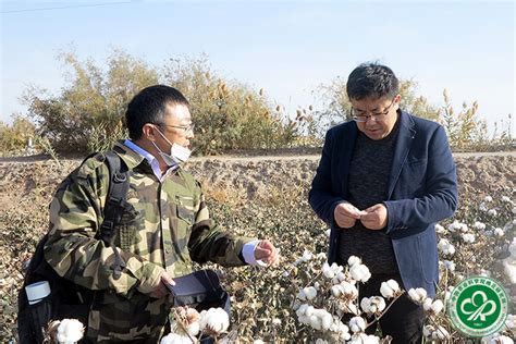 中棉所在伽师县开展系列优质棉花新品种示范现场观摩会 - 中国农业科学院棉花研究所