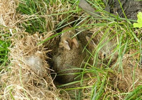 兔子吃的草有哪些图片-绿宝园林网