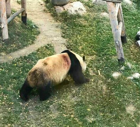 在成都最危险的工作之一：大熊猫饲养员！原因竟然是...
