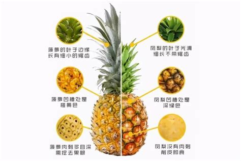 菠萝和凤梨的区别如何区别(凤梨是降火还是上火)-海诗网