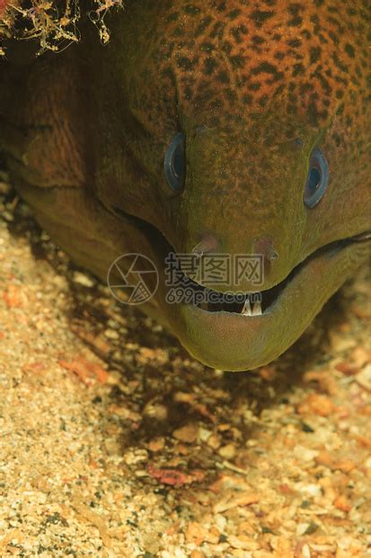海鳗图片