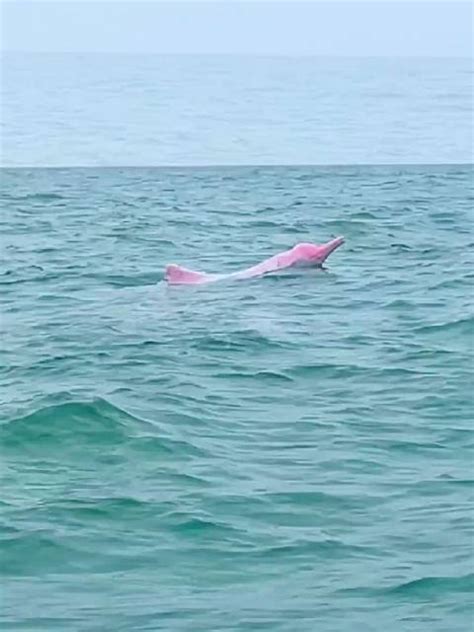 白海豚也能成为特色药用海洋动物？ _湿地保护_www.shidicn.com