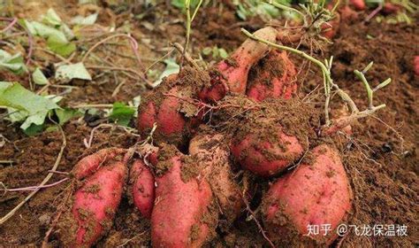 如何用红薯藤种植方法-百度经验