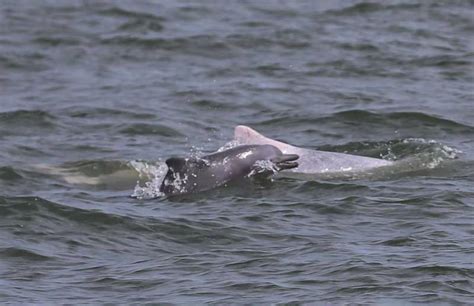 钦州三娘湾，中华白海豚之乡，绝佳的海上日出观赏地 - 知乎