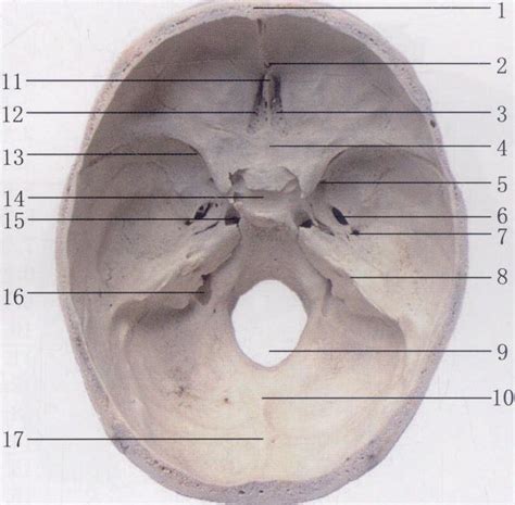 图3-19 颅骨(内面观)-基础医学-医学