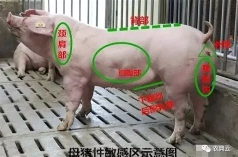 如何操作母猪配种 - 运富春