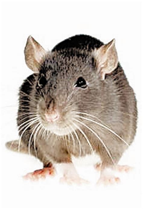 大量鼠类宠物和外来动物聚集在不同位置高清图片下载-正版图片505054004-摄图网