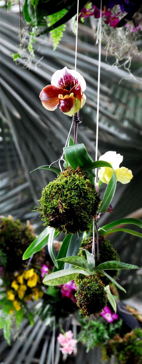 珍稀野生兰花Bulbophyllum sillenianum，泰国新纪录种风景名胜免费下载_jpg格式_4928像素_编号42104782-千图网