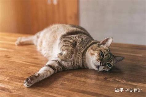 猫寿命一般多少年 – 中国宠物网