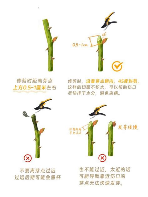 月季花后修剪方法和技术-种植技术-中国花木网