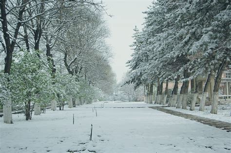 下雪白天落满雪的树枝室外落雪摄影图配图高清摄影大图-千库网