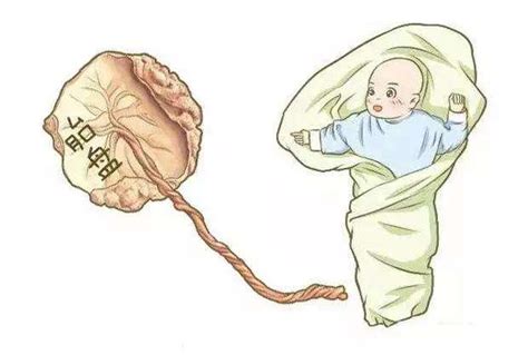 生完孩子后，胎盘是带回家还是留医院？这样处理才是最科学的方法|胎盘|产妇|医院_新浪新闻