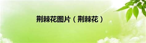 《军中绿花》简谱龚玥原唱 歌谱-君羊制谱-钢琴谱吉他谱|www.jianpu.net-简谱之家