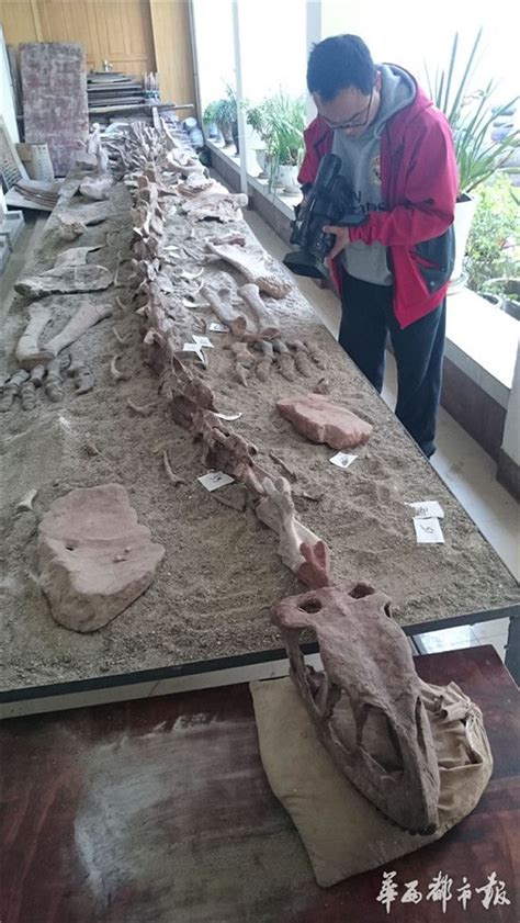 龙骨山出土的恐龙掌骨高清图片下载_红动中国