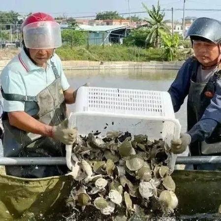 甲鱼养殖富一方 乡村振兴勇担当-信阳日报-图片