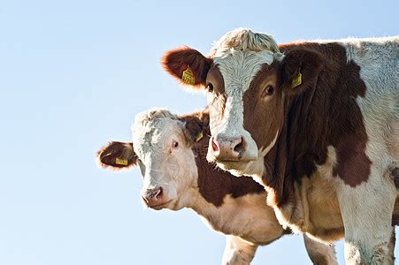 两头牛在领域高清图片下载-正版图片507010537-摄图网