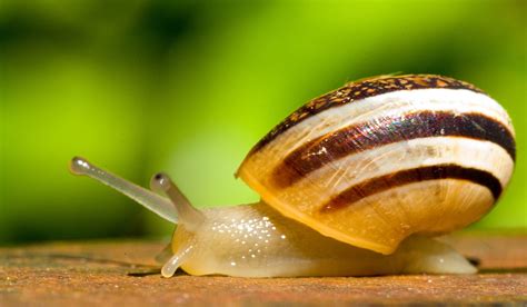 蜗牛壳的功效作用 蜗牛壳的功能主治 - 中药大全 - 中药360