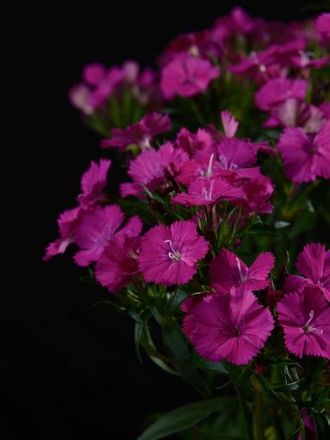 Lindo buquê de flores roxas | Foto Premium