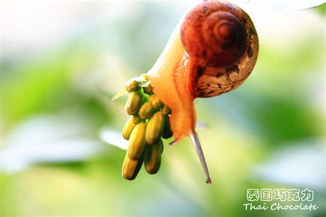 【蜗牛摄影图片】厦门大学生态摄影_太平洋电脑网摄影部落