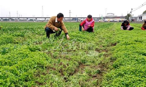 四川眉山：采摘蔬菜保供应-人民图片网