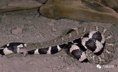 形似银环蛇的加州王蛇，响尾蛇遇到它只有被吞食！