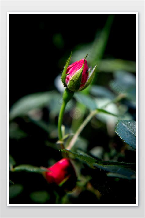 含苞未放的玫瑰花摄影图片图片-包图网